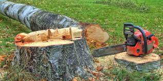 How Our Tree Care Process Works  in  Hickman, KY
