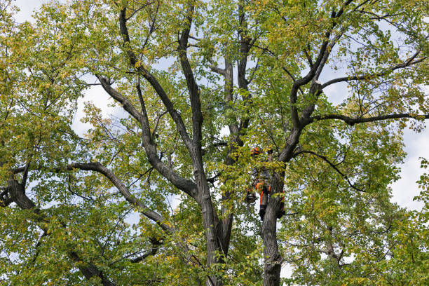 Trusted Hickman, KY Tree Care Experts